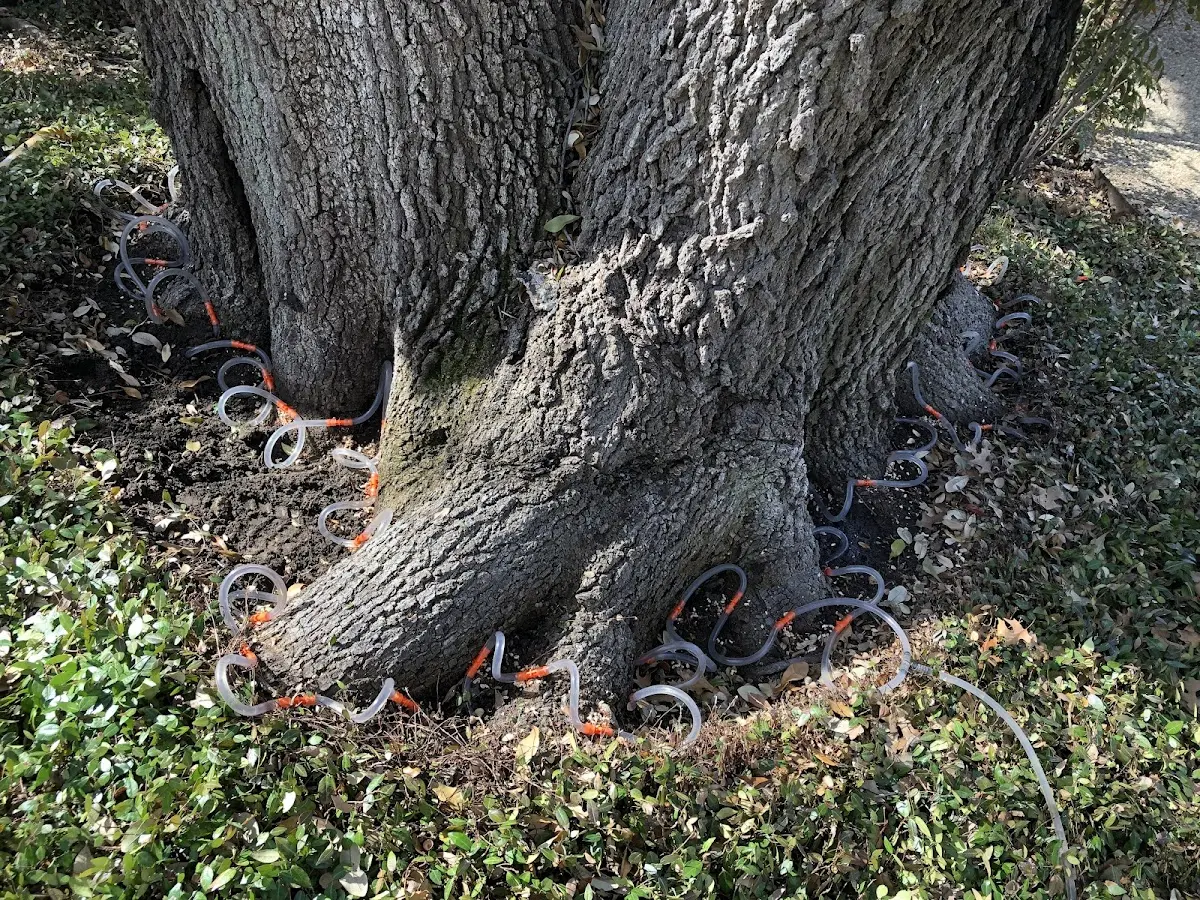 Detailed Tree Cabling and Bracing job site in Calais